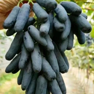 Виноград кишмиш АВАТАР (щеплені саджанці)