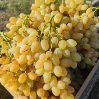 Виноград кишмиш СТОЛІТТЯ (щеплені саджанці)