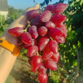 Виноград ДУБОВСЬКИЙ РОЖЕВИЙ (щеплені саджанці)