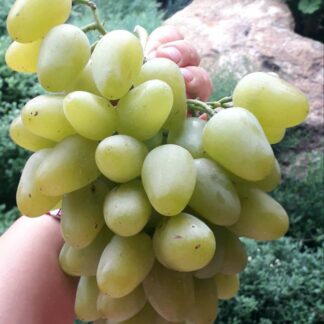 Виноград МОНАРХ (щеплені саджанці)