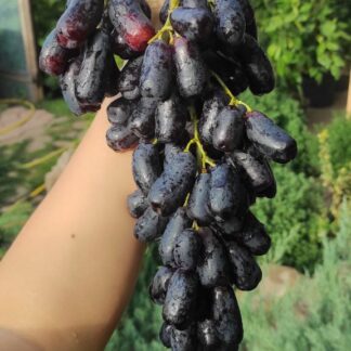 Виноград кишмиш АВАТАР (кореневласні саджанці)