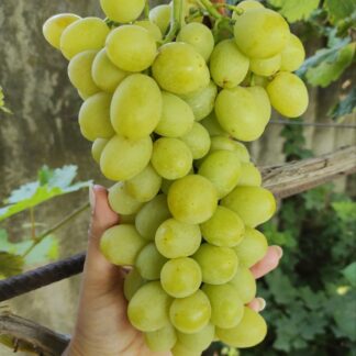 Виноград САШЕНЬКА (щеплені саджанці)