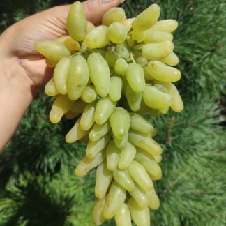 Виноград ГОЛД ФІНГЕР (щеплені саджанці)