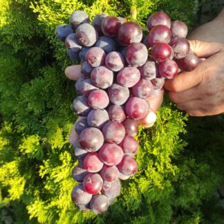 Виноград РОШФОР (щеплені саджанці)