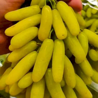 Виноград кишмиш ЛАМБОРДЖИНІ (щеплені саджанці)