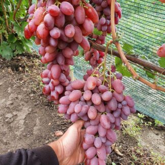 Виноград ГАМЛЕТ (щеплені саджанці)