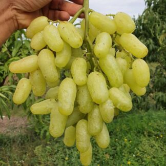 Виноград АЛІНКА (щеплені саджанці)