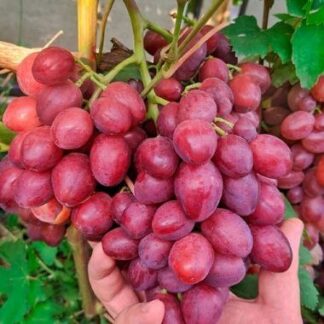 Виноград ВЕЛЮР (щеплені саджанці)