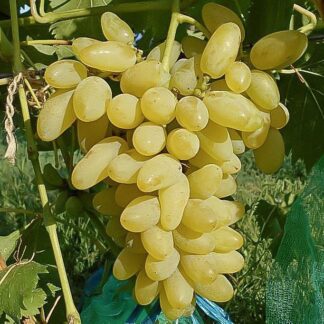 Виноград ГОЛД ФІНГЕР (кореневласні саджанці дворічні)