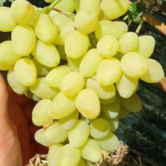 Виноград кишмиш ІРИСКА (щеплені саджанці)